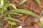 Sanguine purple coneflower